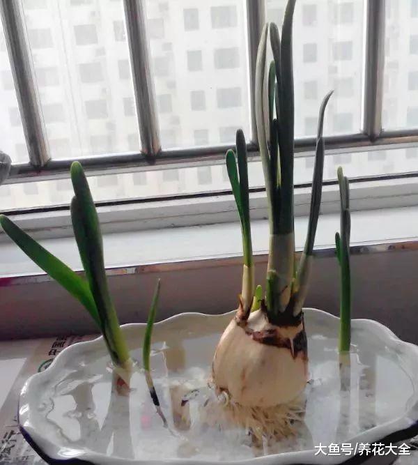 开春花市买花太多坑, 学了这些秘诀, 全看破