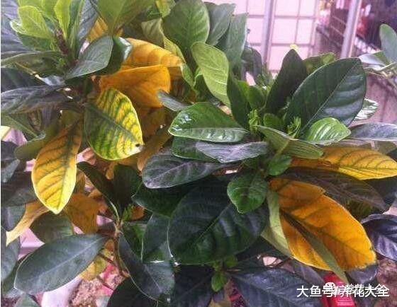养花万能水, 是它! 绿叶促花杀虫, 样样行!