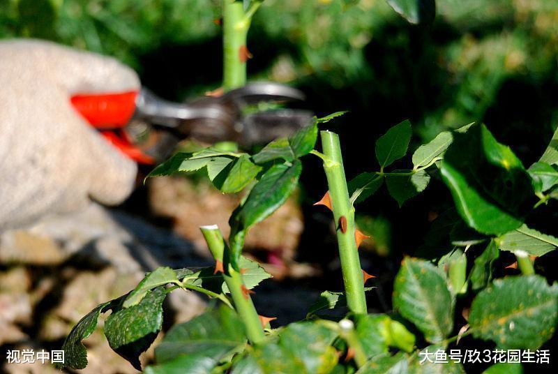 对植物进行修剪, 我们都在剪什么鬼?