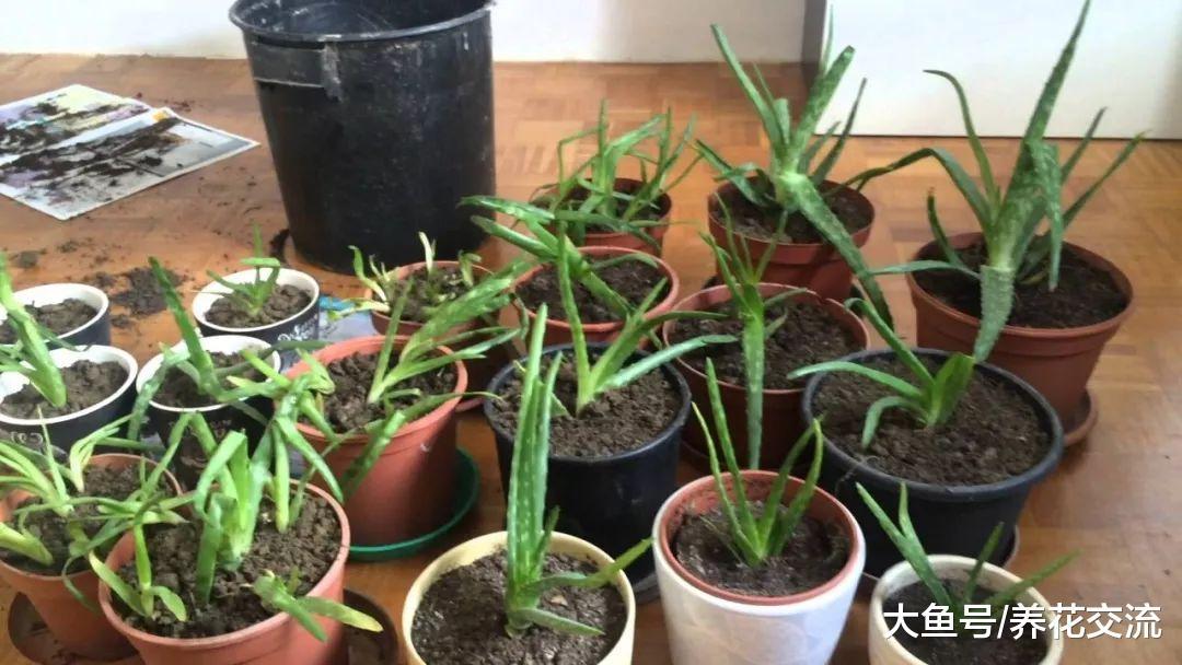 养芦荟掌握5个技巧, 开花不黄叶不是难事