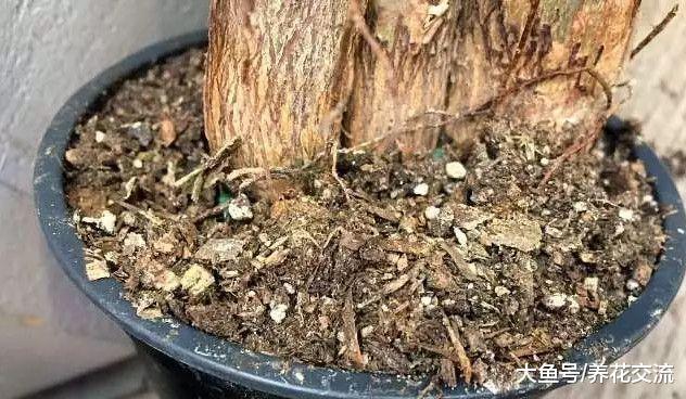 发财树这样养叶片常年都是翠绿的, 根茎还能长成辫子状