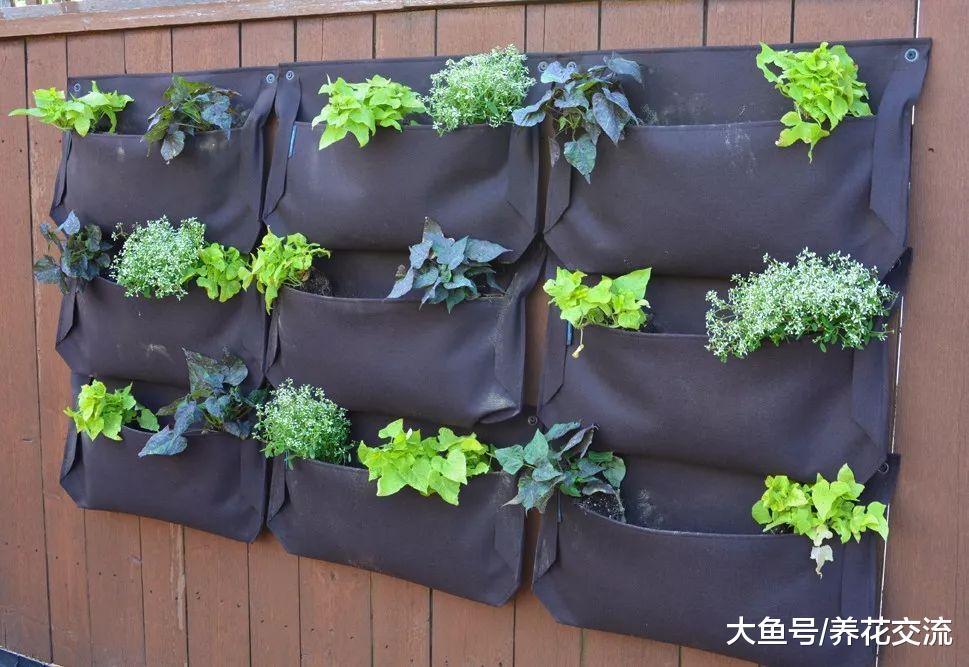 10个家庭养花创意, 将花卉植物种在墙上, 没有空间也能养出花园