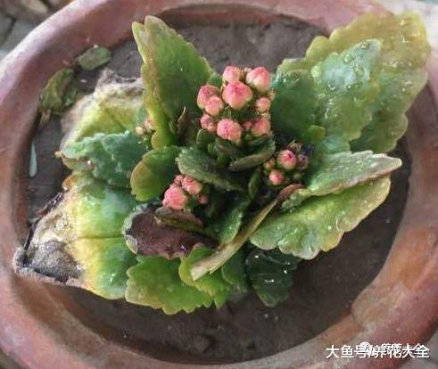 半死不活的花, 随手丢水里, 最后起死回生, 爆盆长疯了!