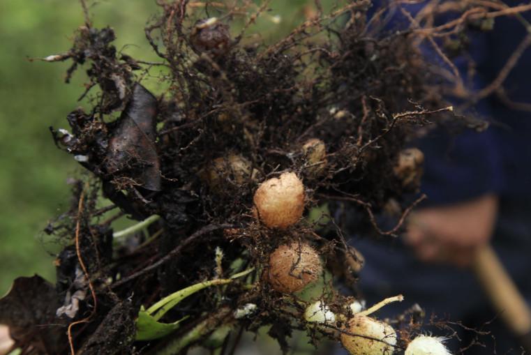 农村石头里长“鸡蛋”, 是一种不知名野果! 农村孩子都吃过?