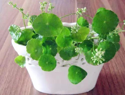 这几种植物浇水再多也不怕, 得赶紧养起来啦!