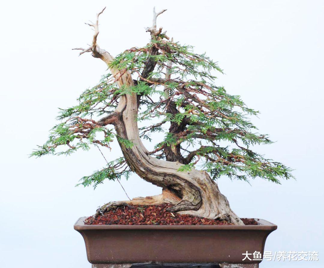 冬天养在室内耐寒的5种植物盆景, 半个月不浇水也没关系