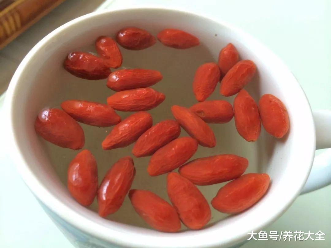自己在家种一盆枸杞, 几个月就收获一盆红果