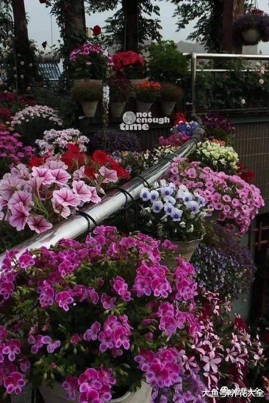 家里的屋顶上种上花, 花一开, 美若一片花海!