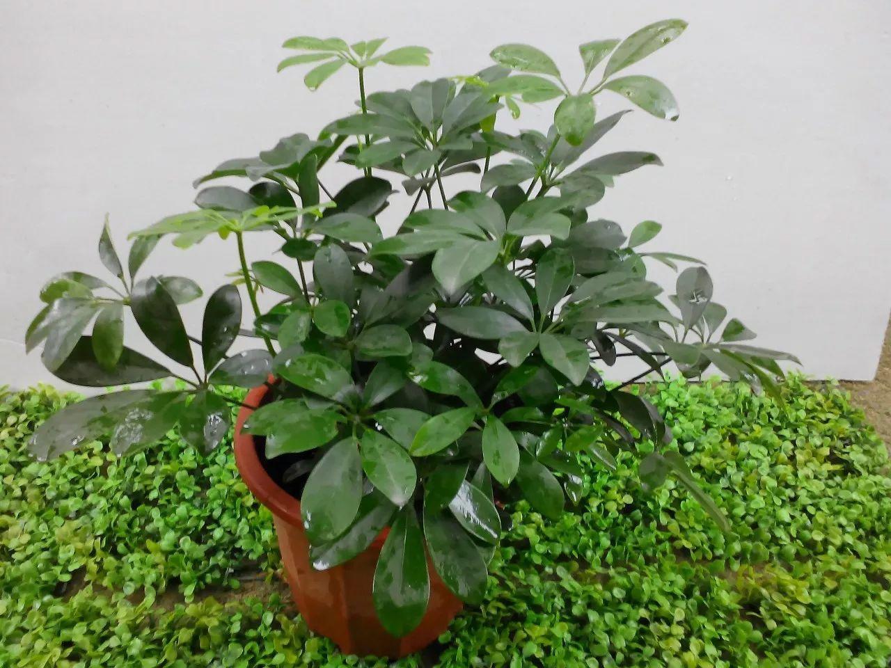 特别能吸二手烟的绿植, 家里有烟鬼的就养几盆