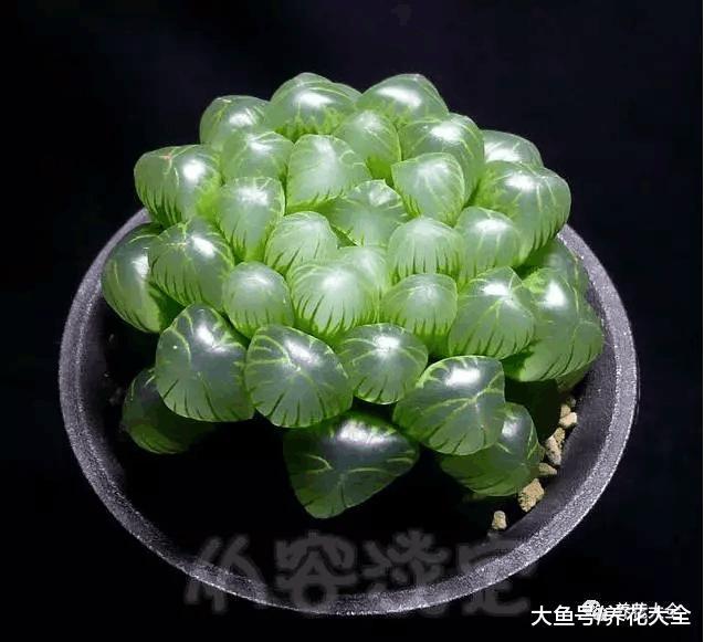 自从养了多肉, 只有买买买, 中毒太深!