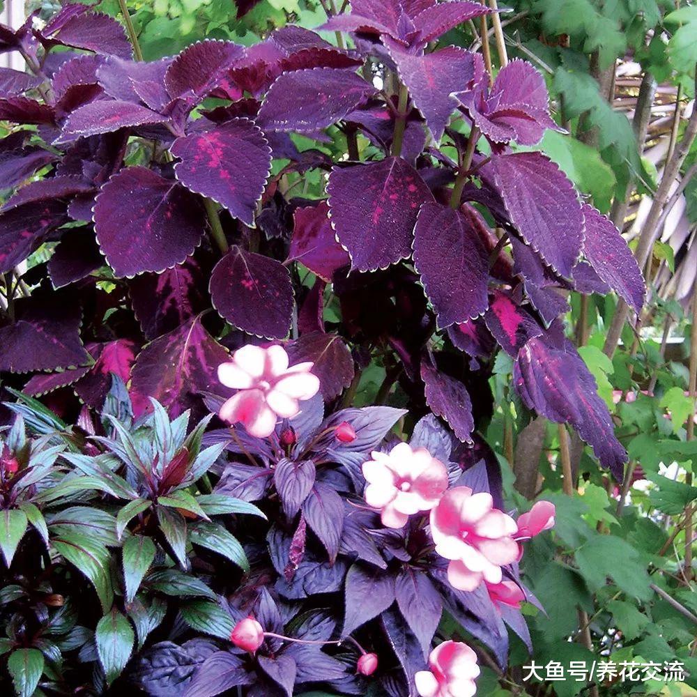 适合常年养在树荫下、背阴阳台的五彩植物, 比开花植物还好看