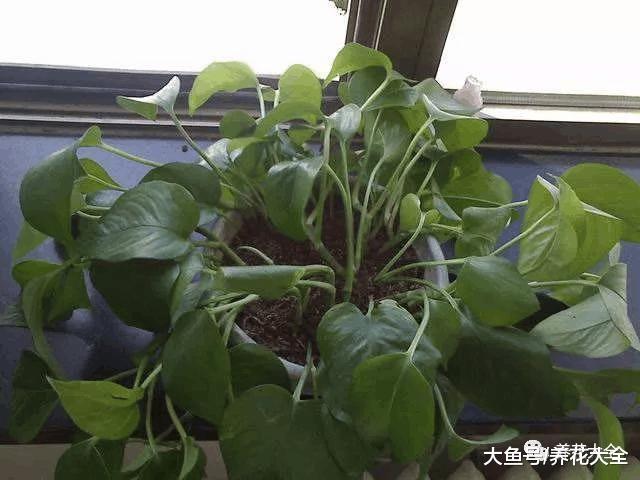 天气变暖养花注意这5项, 家里的花想不爆盆都难