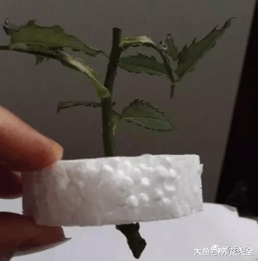 扦插用个塑料瓶就够了, 生根快, 成活率高!