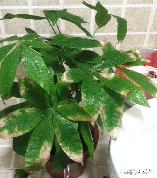 绿萝茶花老黄叶, 随手加点它, 叶子绿得冒油