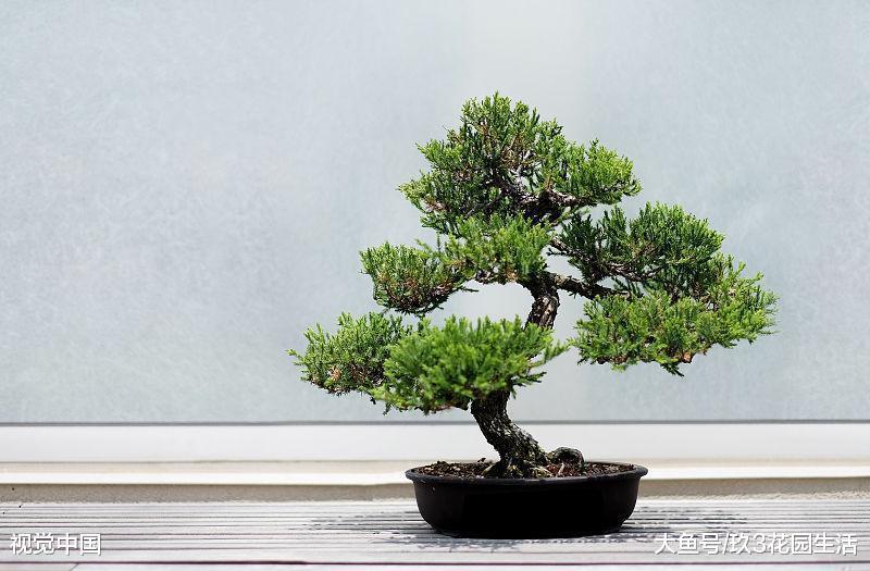 家居养花之盆景的立意构思