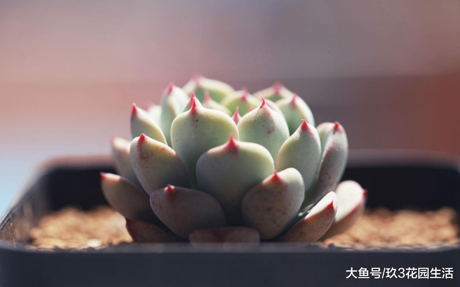 多肉植物中最常见的虫害——介壳虫