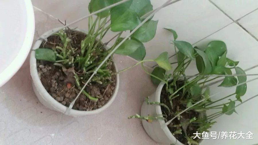 绿萝蟹爪兰, 从快死到疯长, 一刀剪秃就搞定!