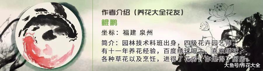 春天这么养菊花, 花开的拳头大, 还不用花钱买