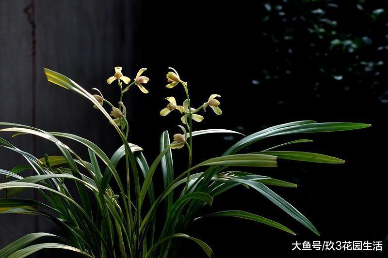 兰花叶片施肥是好还是坏?