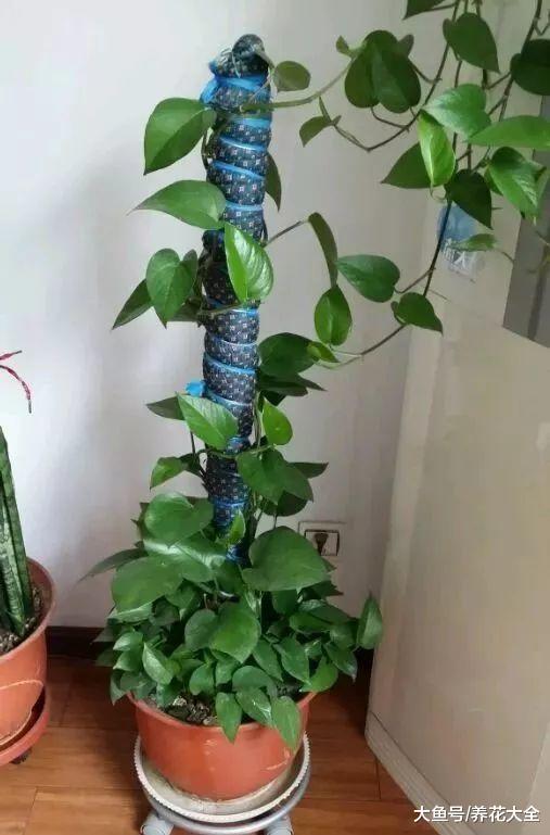 绿萝总黄叶, 自制“大酱”来伺候, 藤蔓疯长!