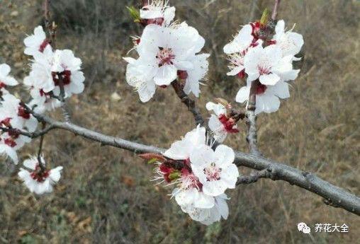 1月1盆花别乱养, 生日在几月, 就得养什么花!