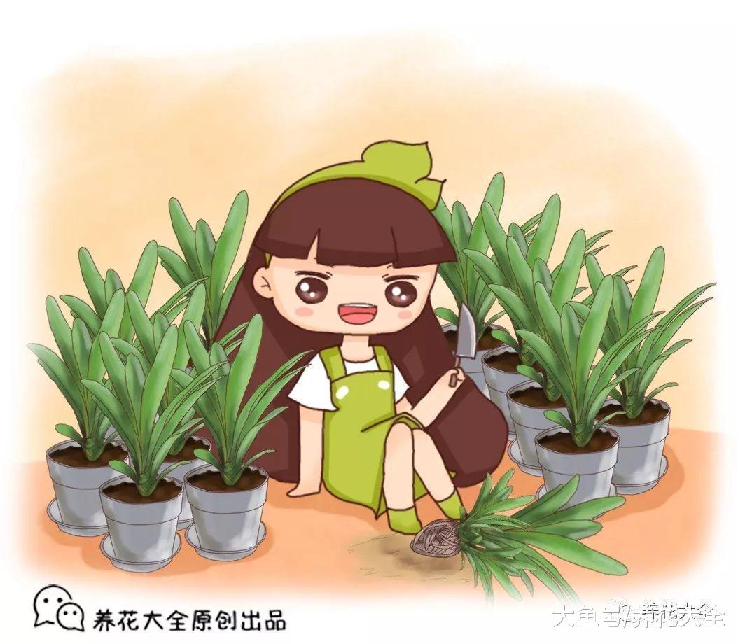 1把刀1个盆, 君子兰芦荟, 家里多到养不下