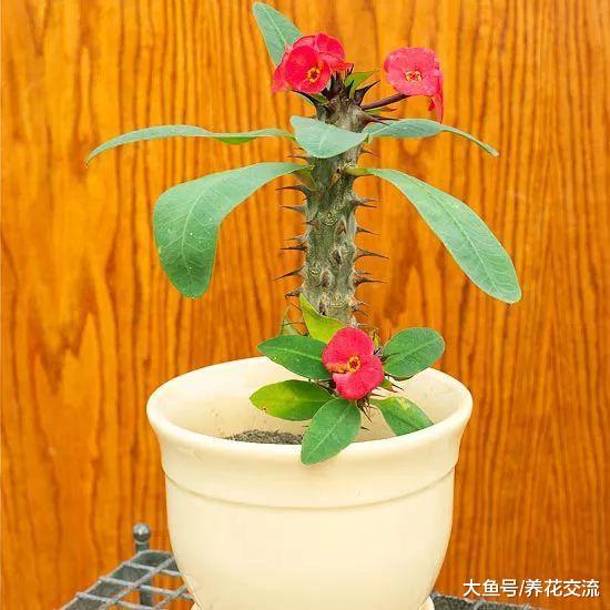 在室内养着好看7种多肉植物, 20天不浇水也不会死掉