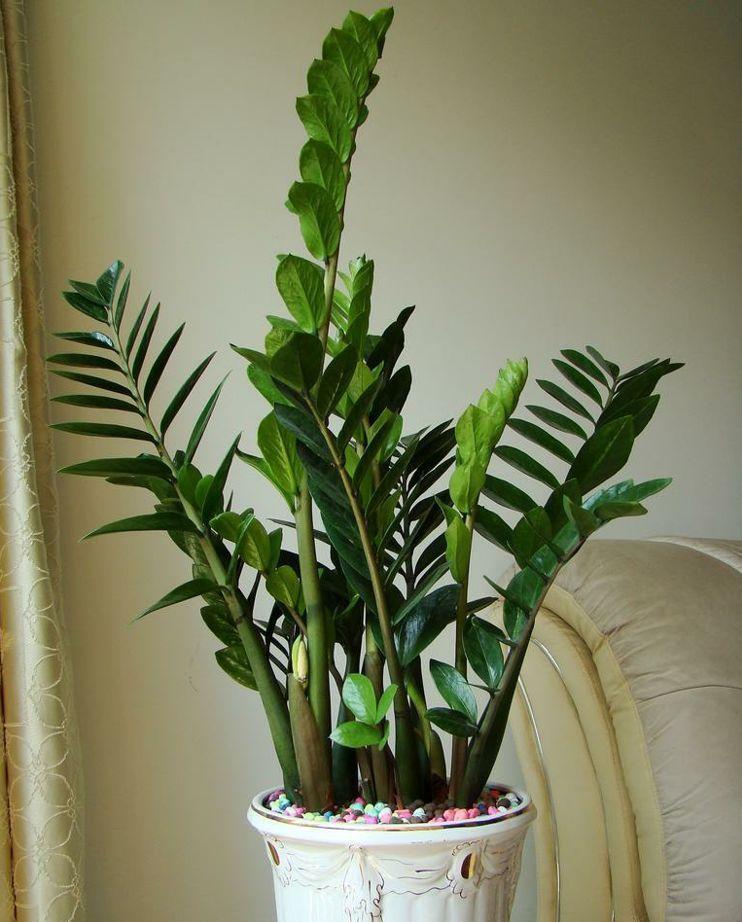 家里养的钱币树开花了, 是不是预示着来年旺财好运呢?