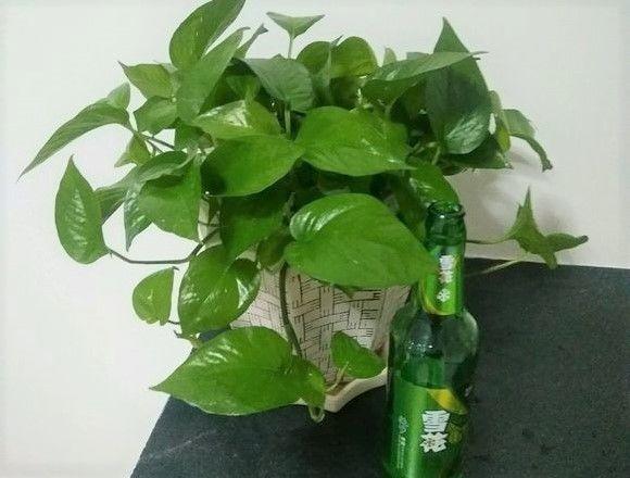 药片扔进啤酒再浇花, 花喝下去猛蹿疯长, 开败的长寿花立马开花!