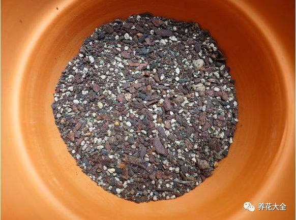 这个东西家家有, 随便往盆里扔一点, 多肉再也不烂根!