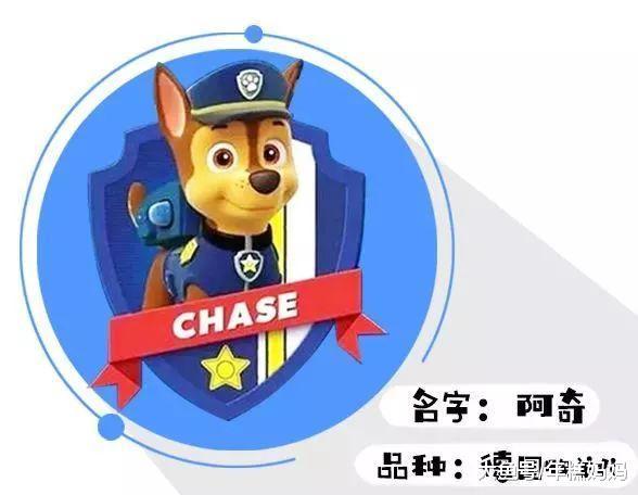打败小猪佩奇, 晋升宝宝圈第一网红的汪汪队, 到底好在哪里?