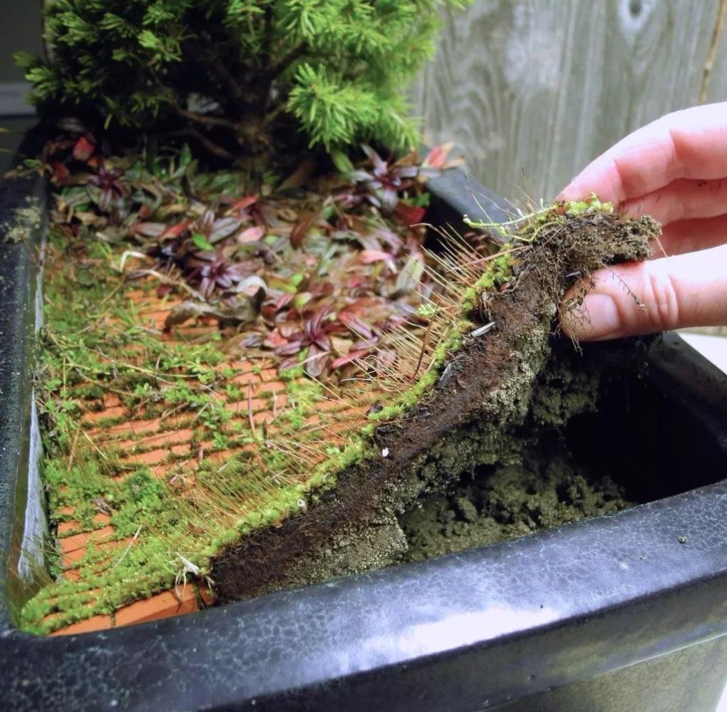 用木板、玻璃瓶和铁桶养出一个个花丛, 在公寓里建一个迷你花园