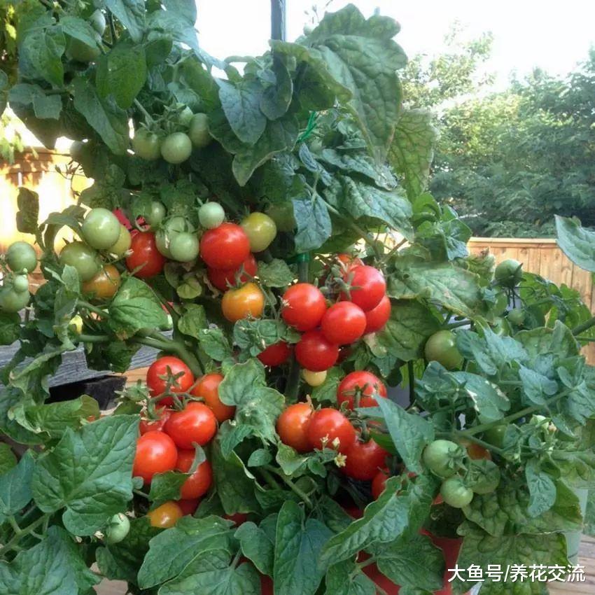 土壤里加入这种东西, 盆栽的番茄都能结几十个