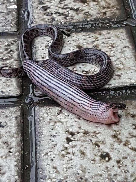 女子院中发现半米长黑粉色肉虫