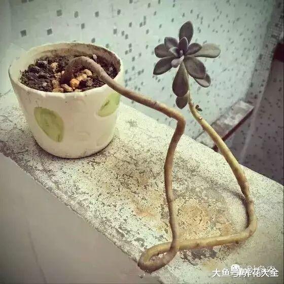 一百万个多肉里, 才出这么一个奇葩, 开眼了!