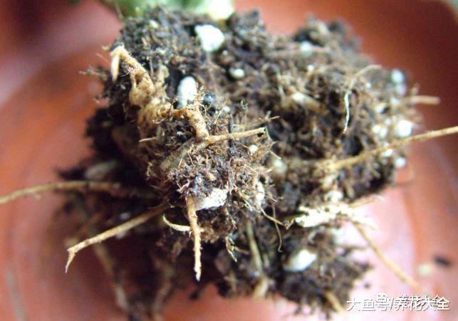 半死不活的花, 随手丢水里, 最后起死回生, 爆盆长疯了!