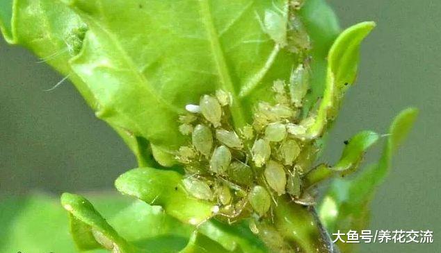 用这种树的种子自制有机杀虫剂, 有效杀死大部分害虫, 对人体无害