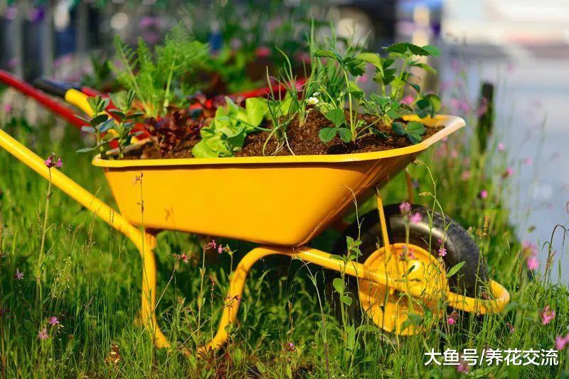废弃的独轮车养成好看的花坛, 22个创意帮你实现养花梦