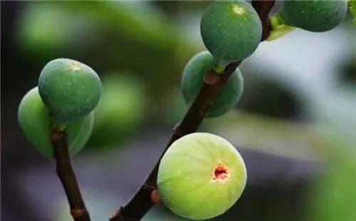 吃剩下的果核什么的都种植起来, 来年就不用买水果啦!