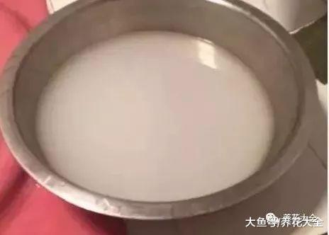淘米水浇花别乱用, 否则跟毒药一样, 养1盆死1盆!