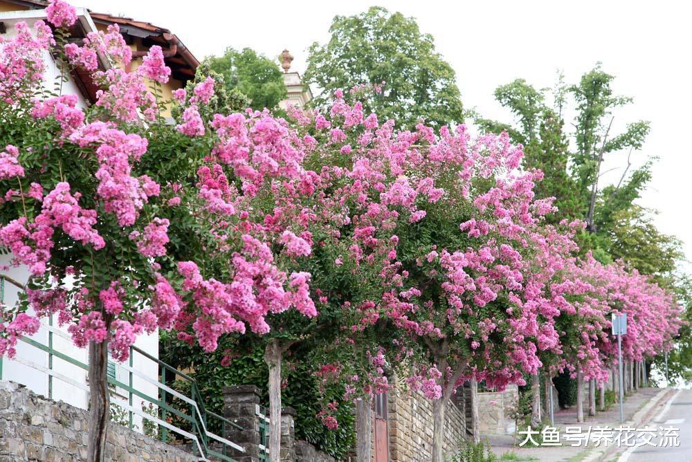能够在院子长成满树花的灌木花卉, 也能种在花盆的4种花