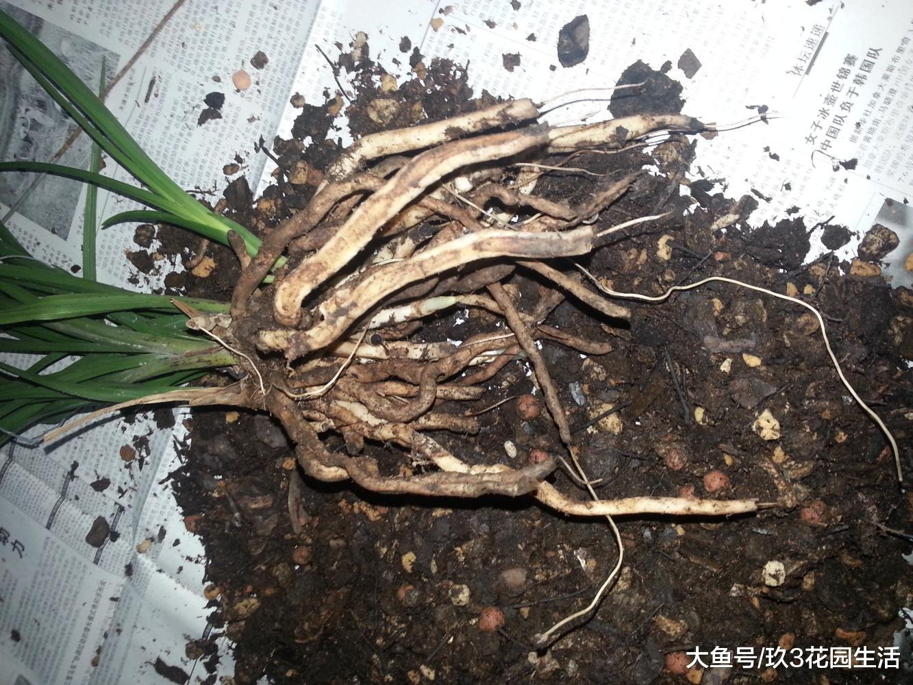 兰花空根该如何补救和处理