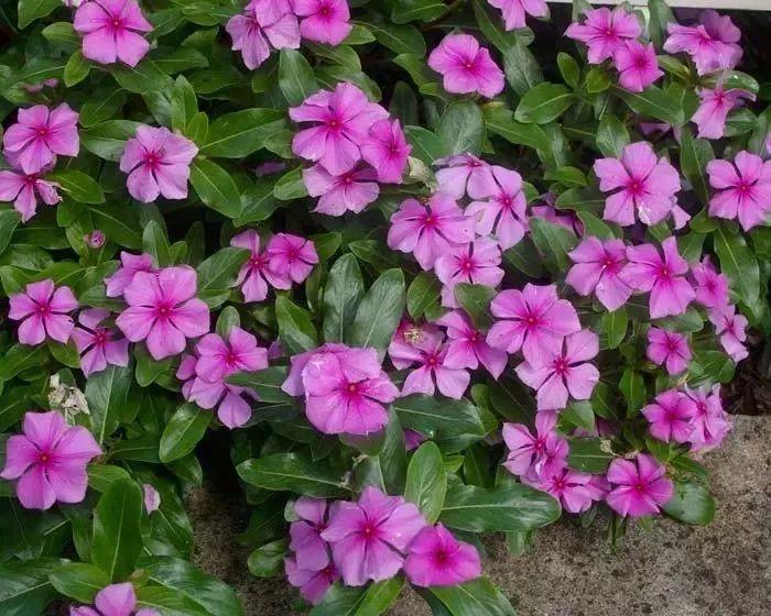 让鸟儿、蝴蝶和蜜蜂青睐的植物, 家里种上后变成鸟语花香的乐园