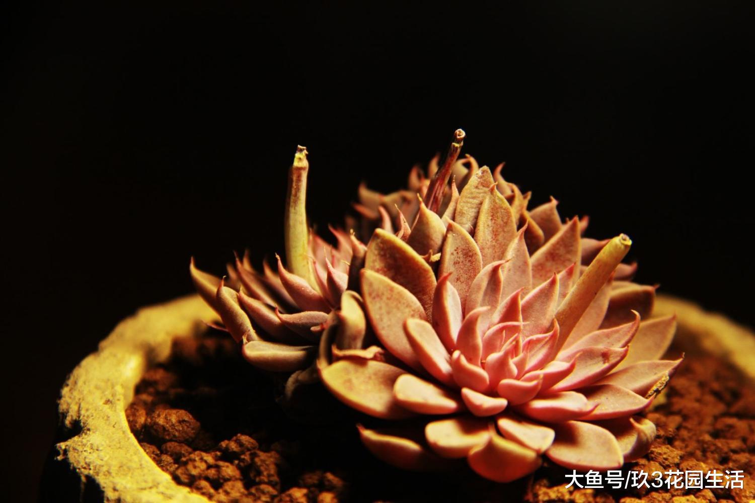 家居养花之多肉植物——银天女