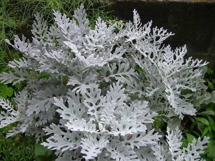 这个冬天, 养一盆雪花, 既能赏雪, 又能看花