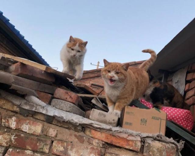 男子回村看奶奶, 发现房顶住了三只猫