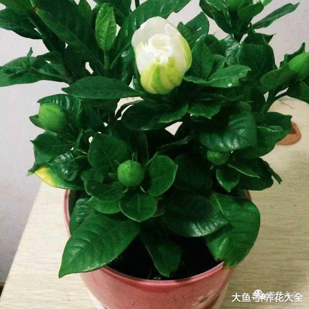 给花浇点废水, 不用施肥也呼呼长, 现在才知道!