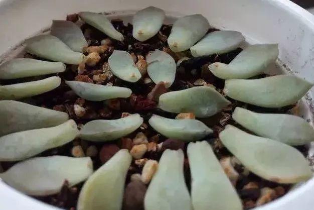 教你几招让多肉起死回生, 冻伤烂根招虫统统都不见!