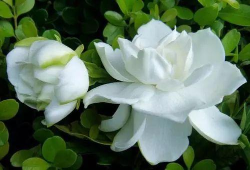 只需要一根树枝, 就能养出枝粗、叶绿、花香四溢的栀子花啦