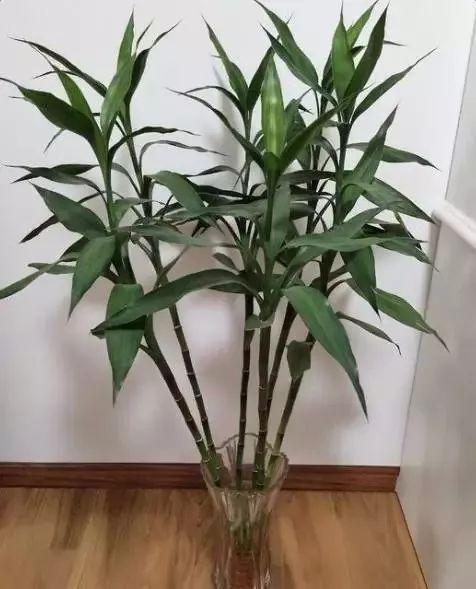 大冷天, 花冻得发蔫, 快给它穿件棉袄, 再也不怕冷!